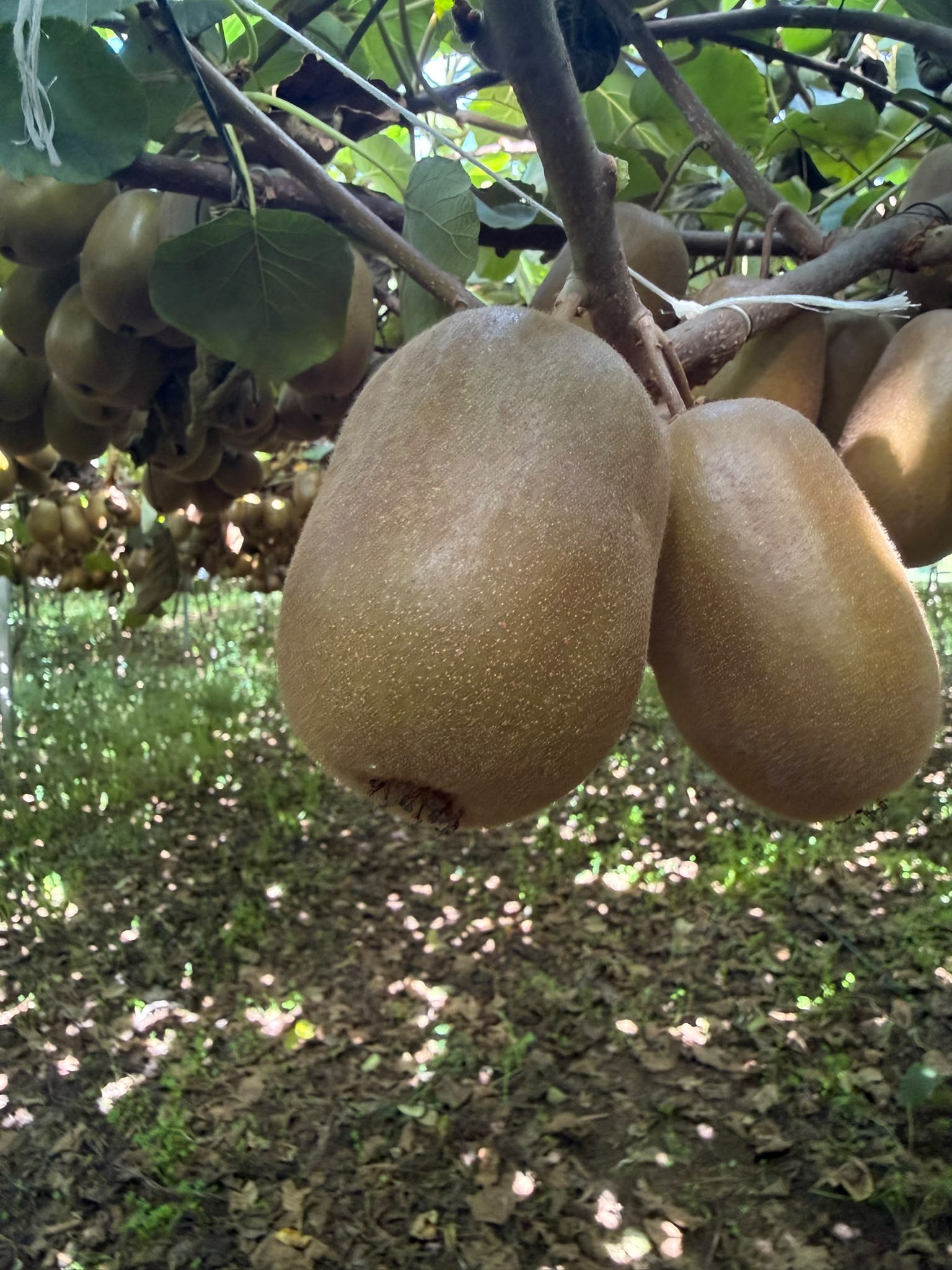 Kiwi Soreli maturi ancora sulla pianta